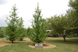 The Freedom Tree Monument