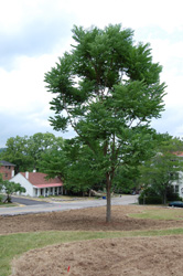 The Kentucky Coffee Tree Monument